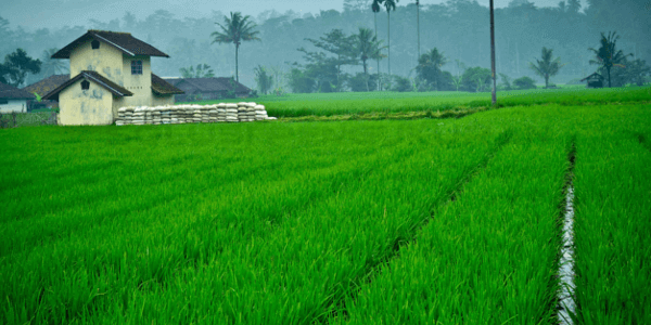 Pertanian Modern Di Indonesia Saat Ini Dan Di Masa Depan2