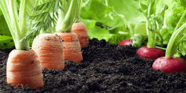 Belajar Tentang Pertanian Organik