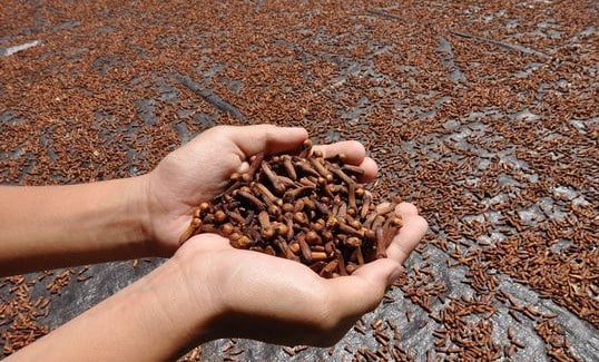 Proses Pengolahan Cengkeh