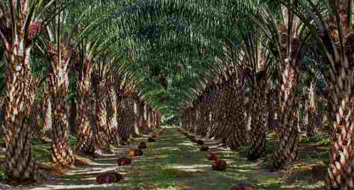 Tanah Untuk Tanaman Sawit