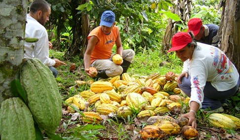 Proses Pemanenan Buah Kakao